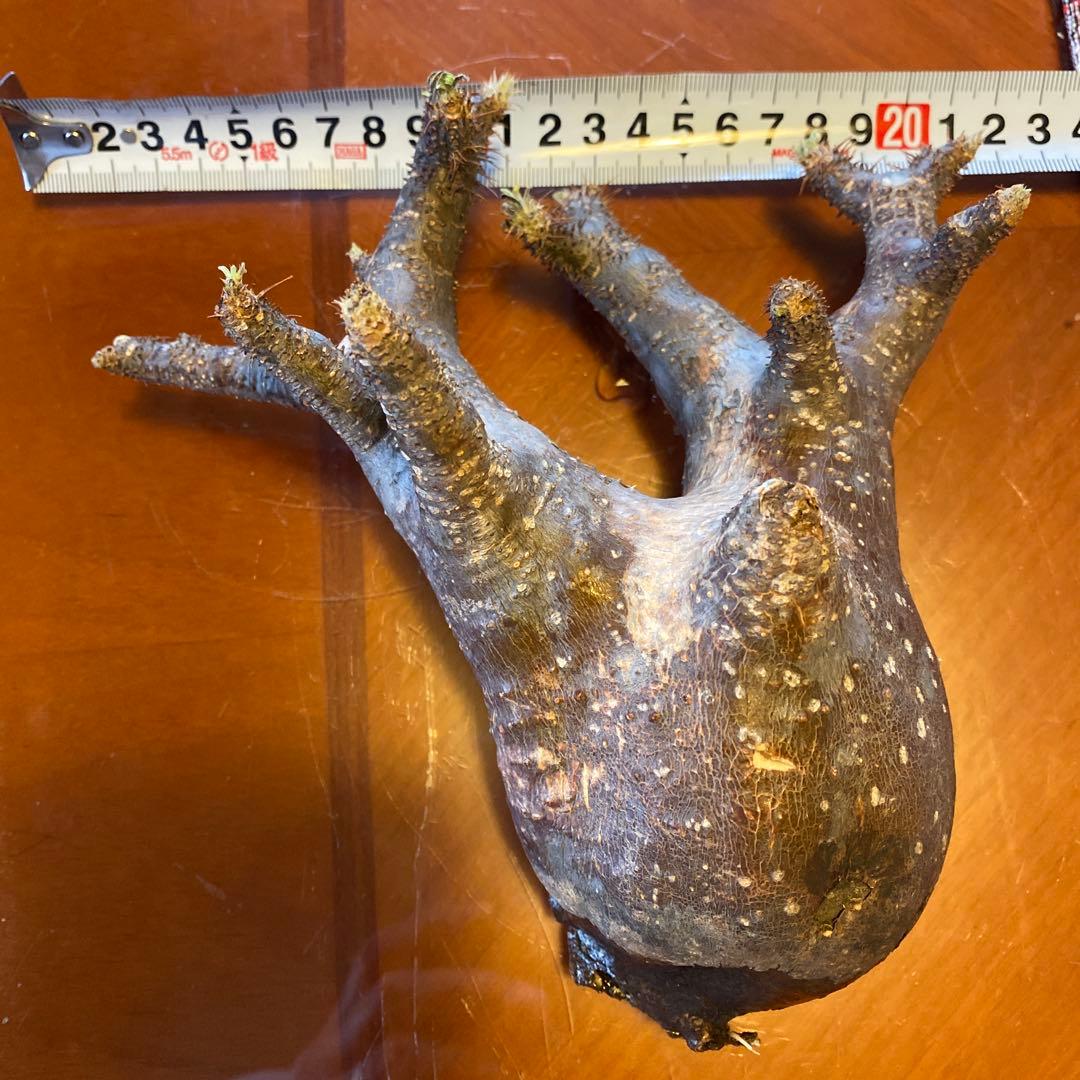 ミルク❗️グラキリス現地球 発根済