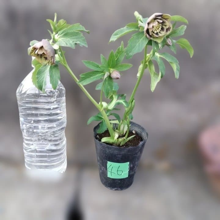 野田園芸。ヘレボルス 多層花びら 緑と紫の斑点グリーンバイカラー。No46