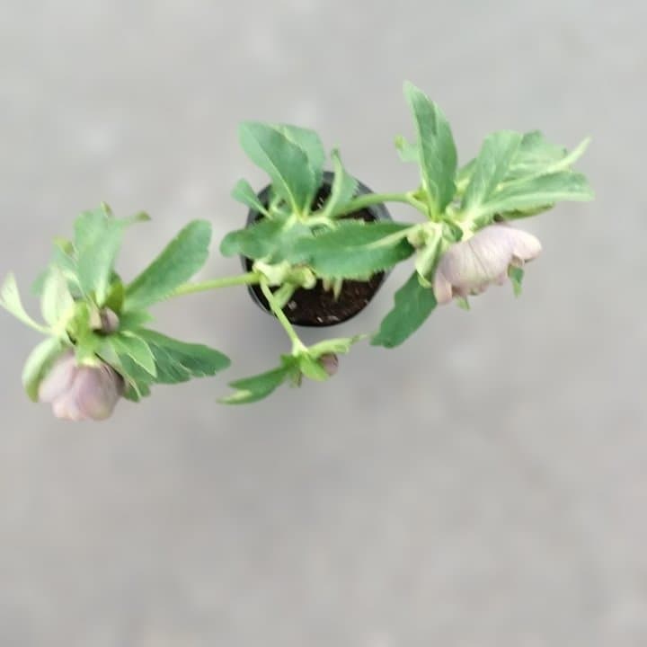 野田園芸。ヘレボルス 多層花びら 緑と紫の斑点グリーンバイカラー。No46