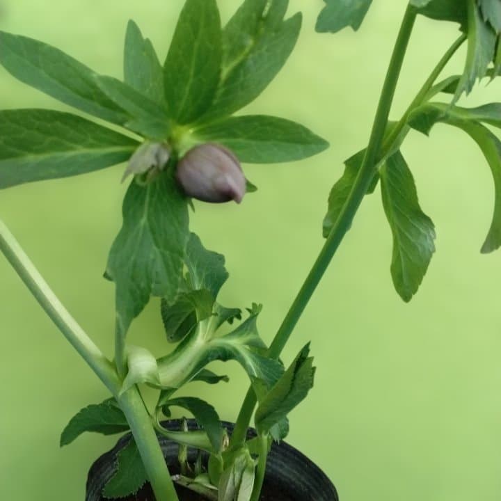 野田園芸。ヘレボルス 多層花びら 緑と紫の斑点グリーンバイカラー。No46