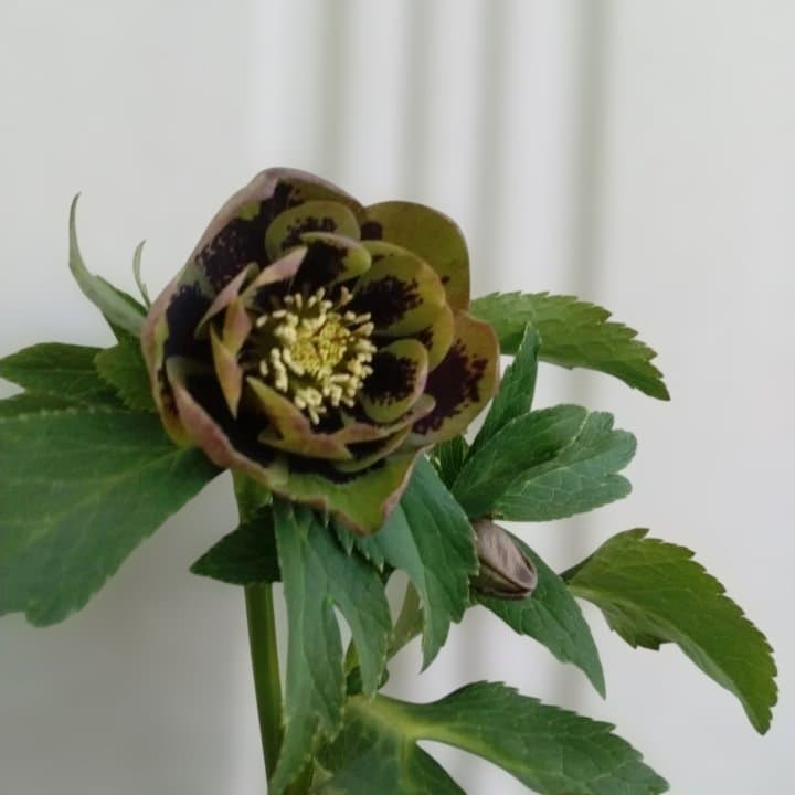 野田園芸。ヘレボルス 多層花びら 緑と紫の斑点グリーンバイカラー。No46