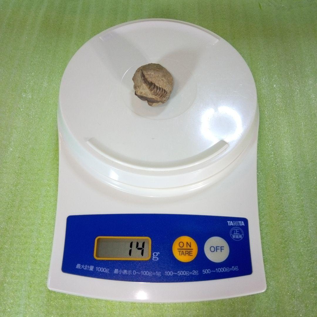 三葉虫　化石　fossil　ボリビア産　trilobite　ボリビア三葉虫郡⑪