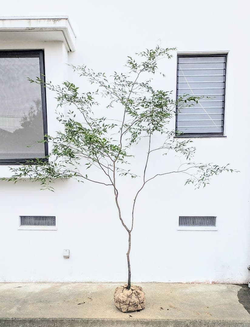 清秀。。山採りハイノキ。。