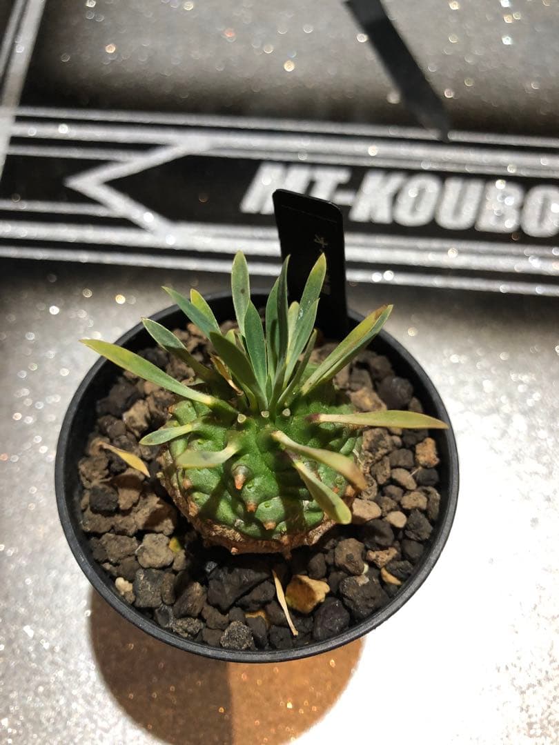 オベサ鉄甲⑭　実生　　2022年頃　播種　良型　フーフォルビアオベサ♀✕鉄甲丸♂