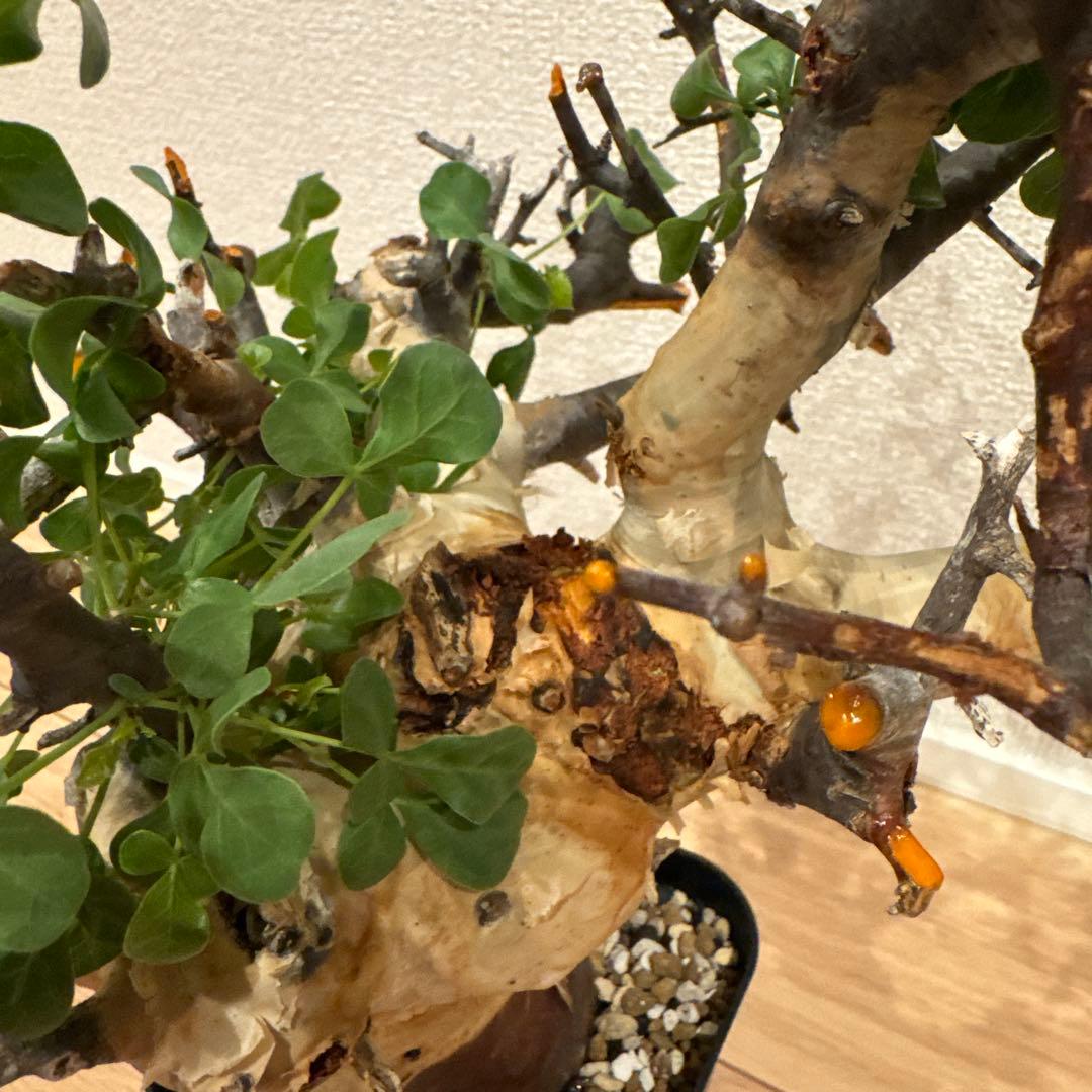 大株 コミフォラ カタフ ピュア ソマリア 発根済