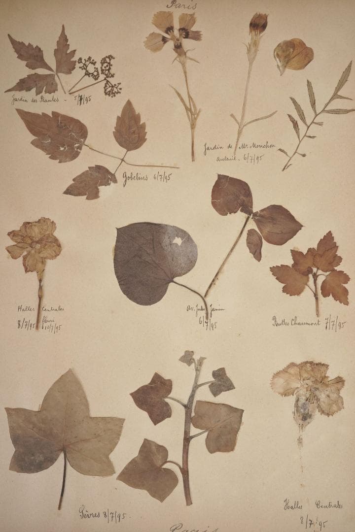 1895年 植物標本11枚セット フランスアンティーク 押し花 ドライフラワー