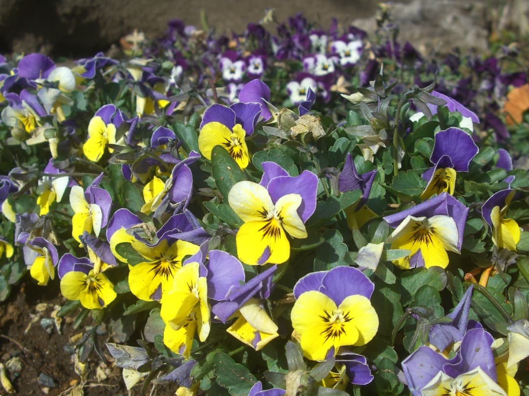 実写良⭕️【動作確認済】CASIO EXILIM ZOOM EX-Z1000