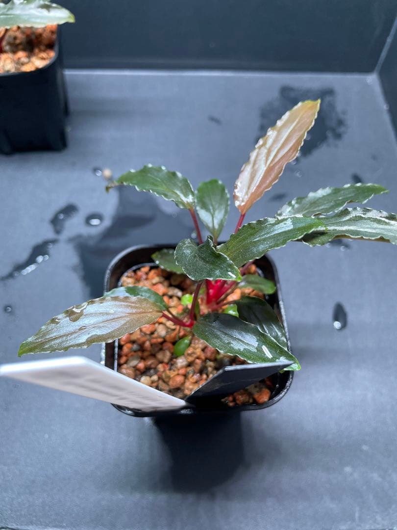 Homalomena aff. vittifolia \"赤備\" 　赤軸選抜　2株