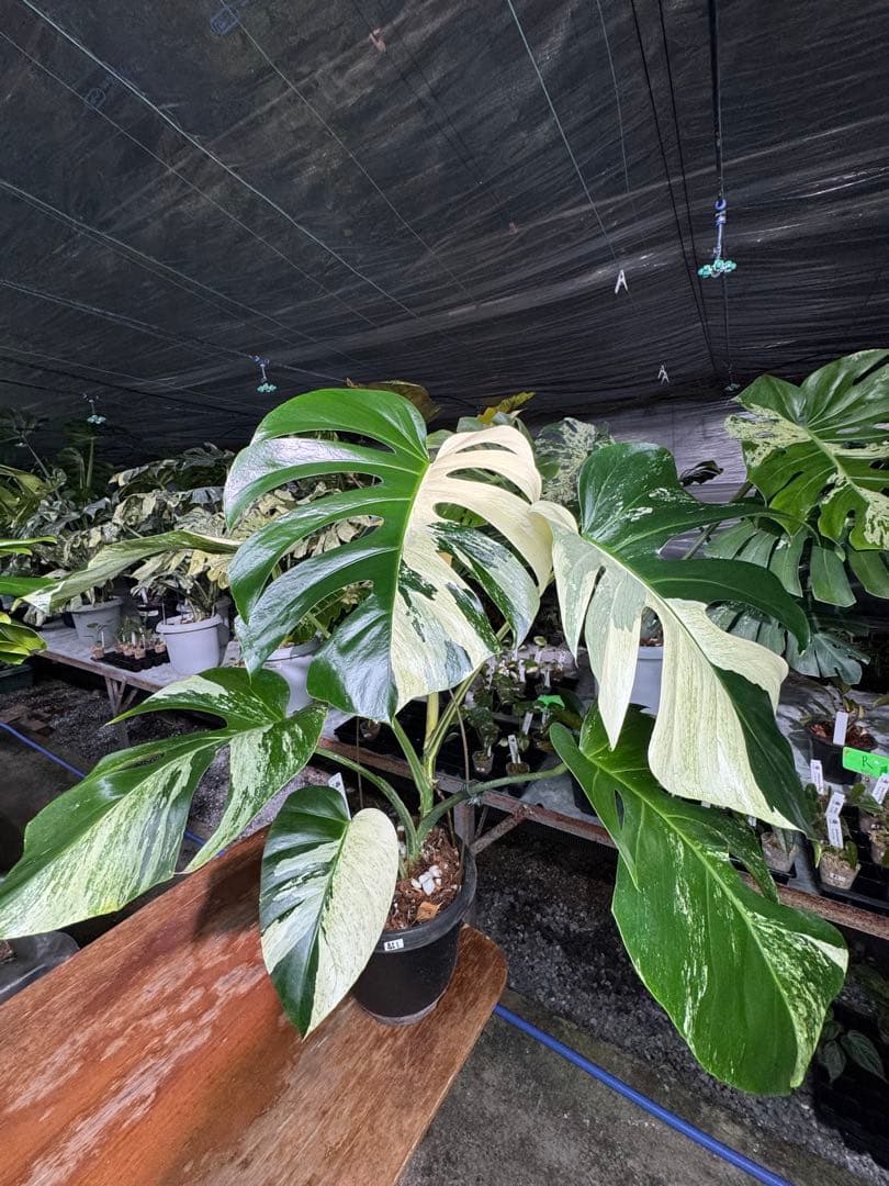 BS1モンステラ　ボルギシアナ　x デリシオーサ　ミント　美株