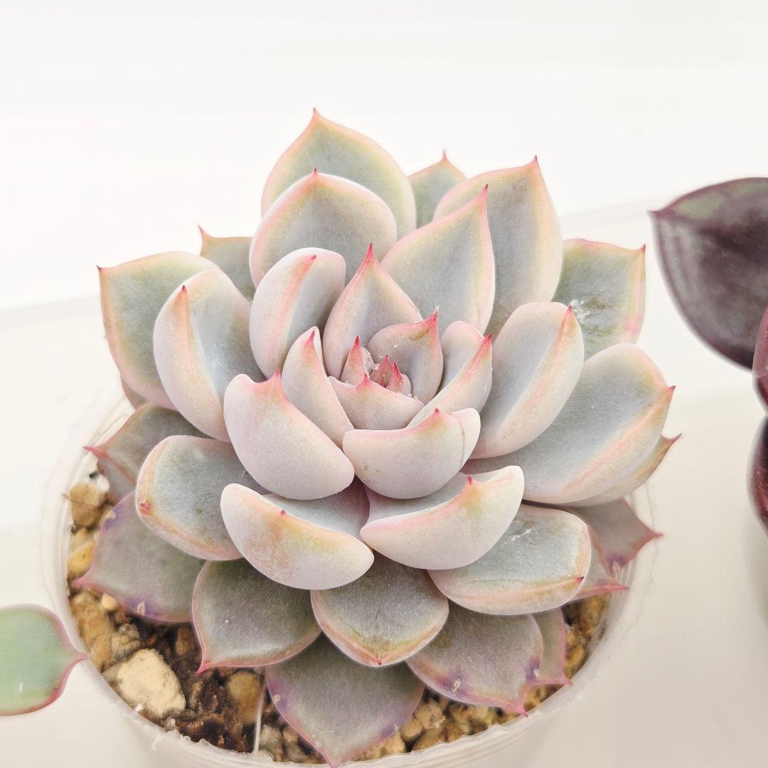 M*˚様 ⑲大きめ苗! そわそわ❣️青鬼❣️龍鱗蓮華❣️おらいさん発根済 6苗メ