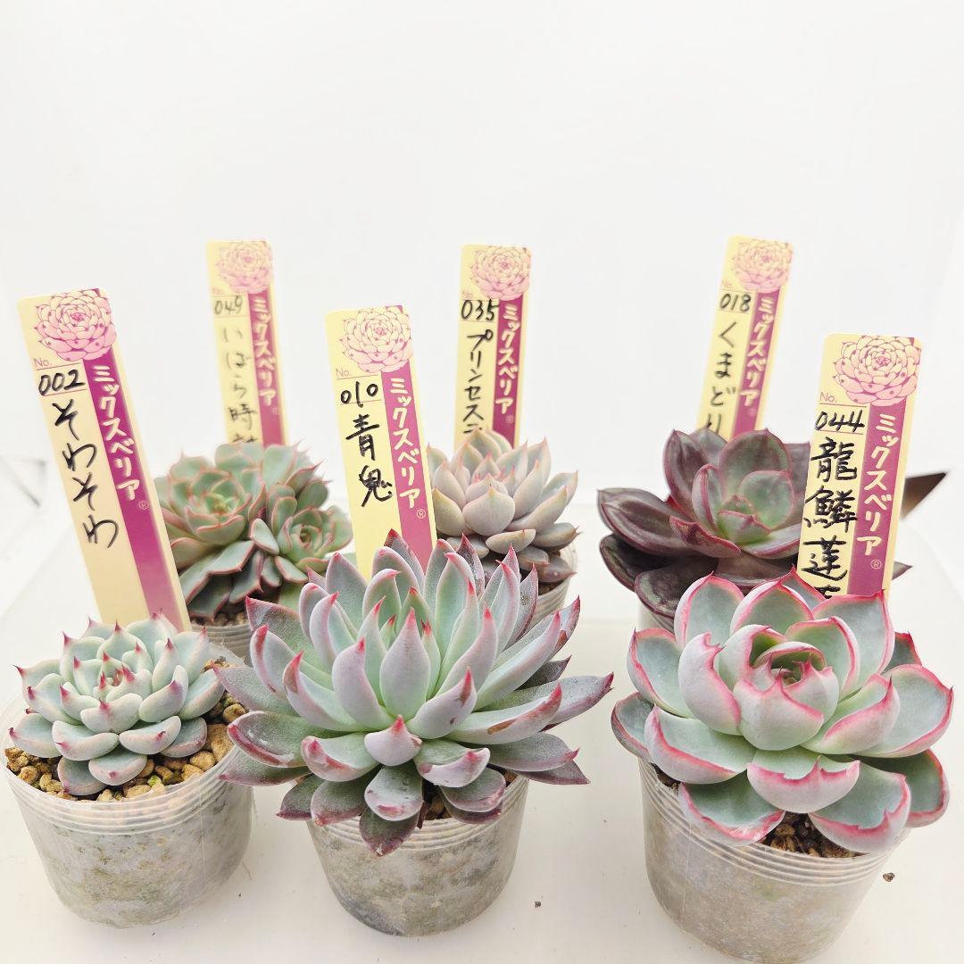 M*˚様 ⑲大きめ苗! そわそわ❣️青鬼❣️龍鱗蓮華❣️おらいさん発根済 6苗メ