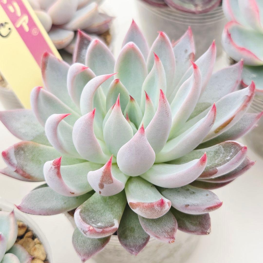 M*˚様 ⑲大きめ苗! そわそわ❣️青鬼❣️龍鱗蓮華❣️おらいさん発根済 6苗メ