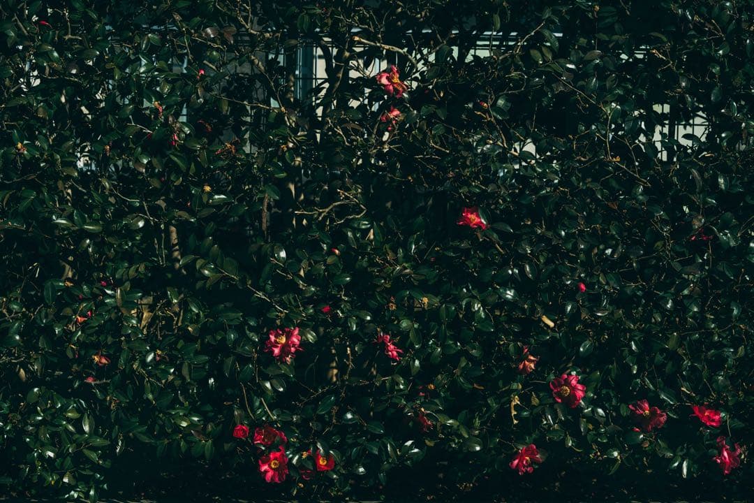 レンズ(単焦点) Super-Takumar 55mm f1.8