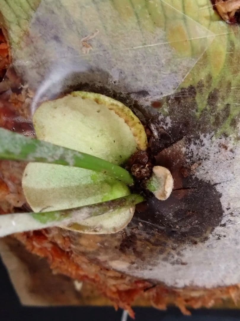 【P. veitchii wild vp＃16】ビカクシダ子株