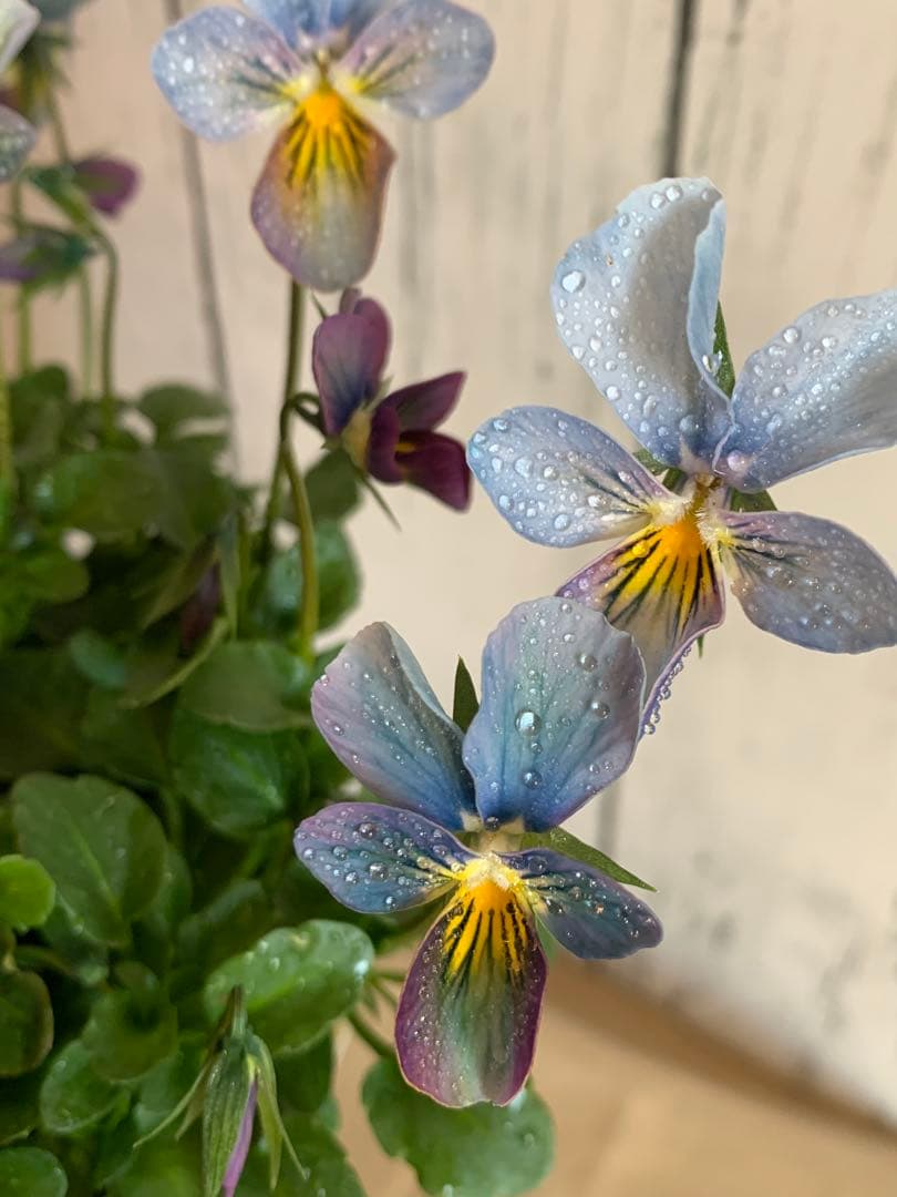 すみれ図鑑　1苗　no I