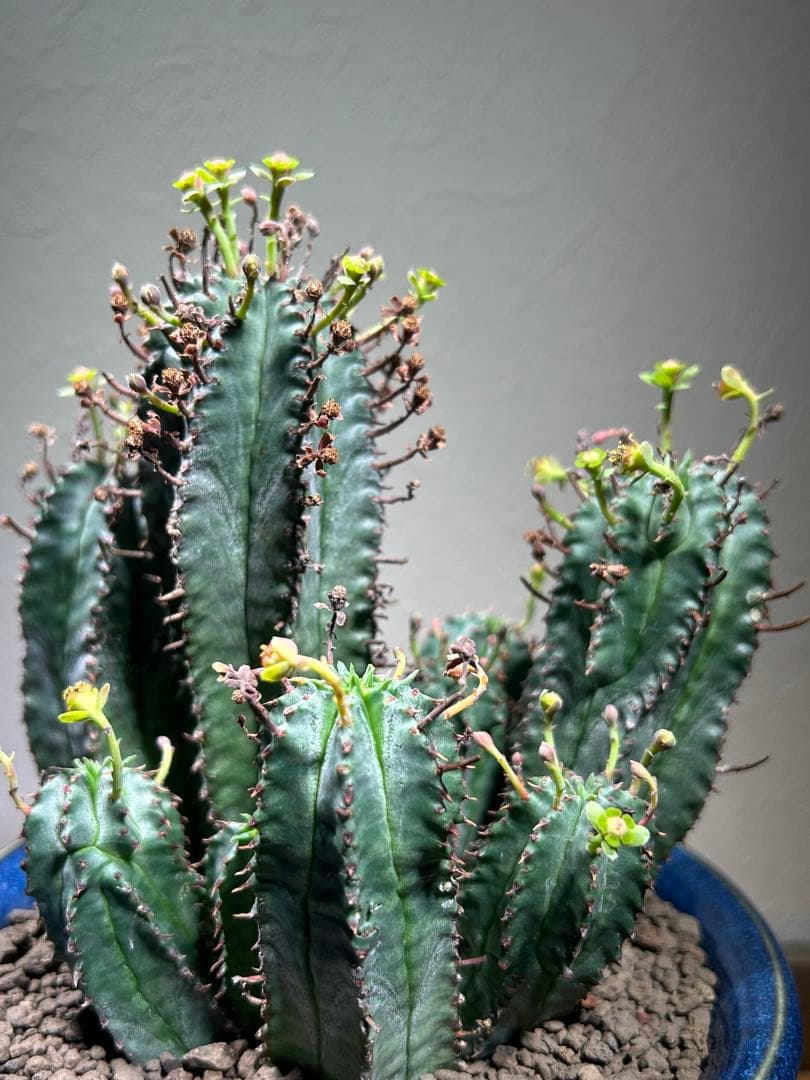 特大　オベサ × バリダ 交配種　陶器鉢のまま発送　ユーフォルビア　コーデックス