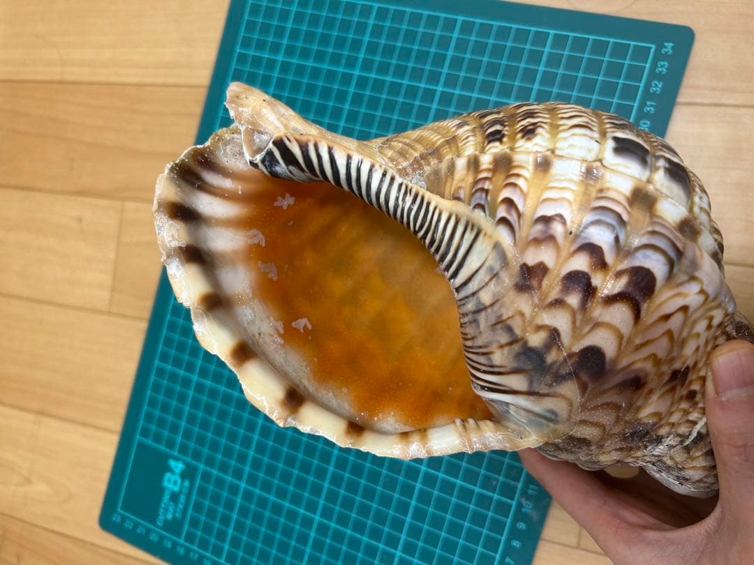法螺貝　ホラ貝　30cm