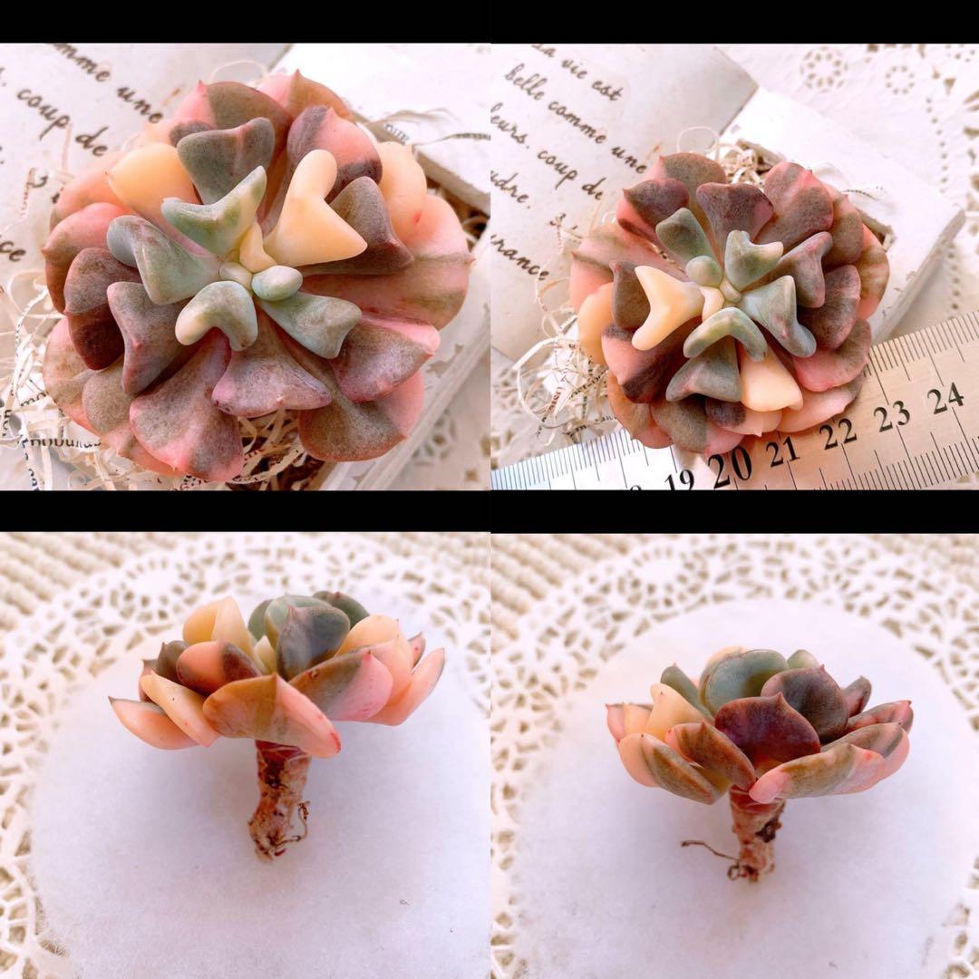 あるちゃん様☆ちび様☆専用です