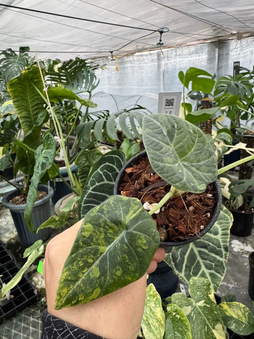 6アロカシア　マハラニ　ゴールド　黄金斑入り