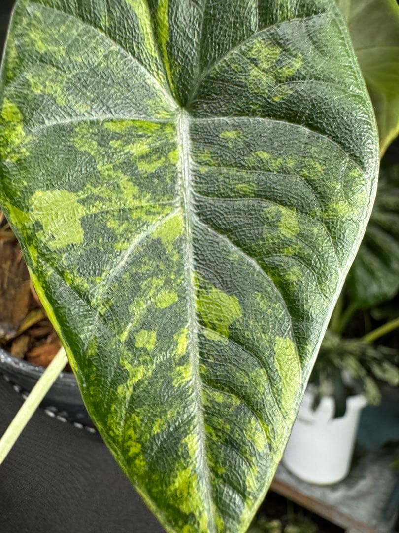 6アロカシア　マハラニ　ゴールド　黄金斑入り