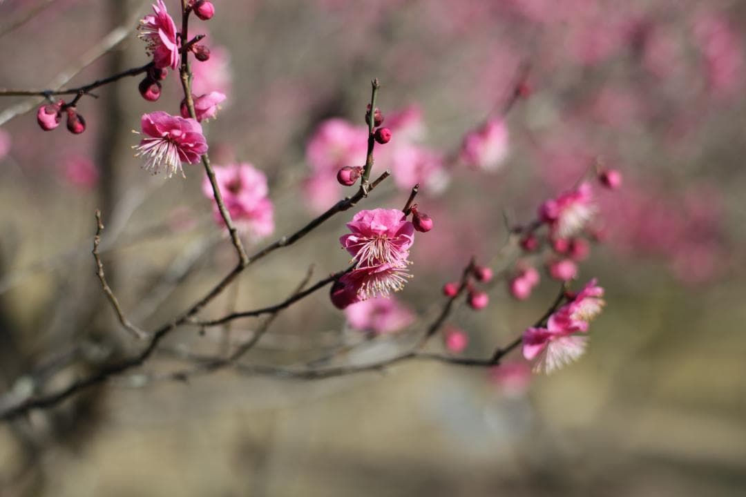 レンズ(単焦点) Carl Zeiss Planar T* 50mm F1.4 ZE