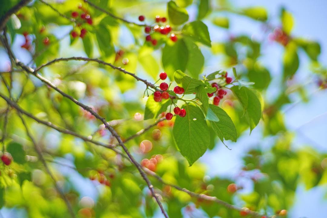フィルムカメラ Carl Zeiss Planar 85mm F1.4 Germany