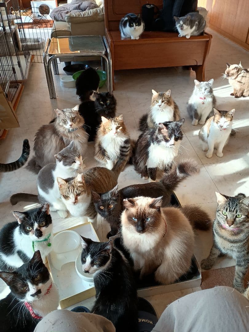 キャットスマック またたび応募券 100口分 500枚