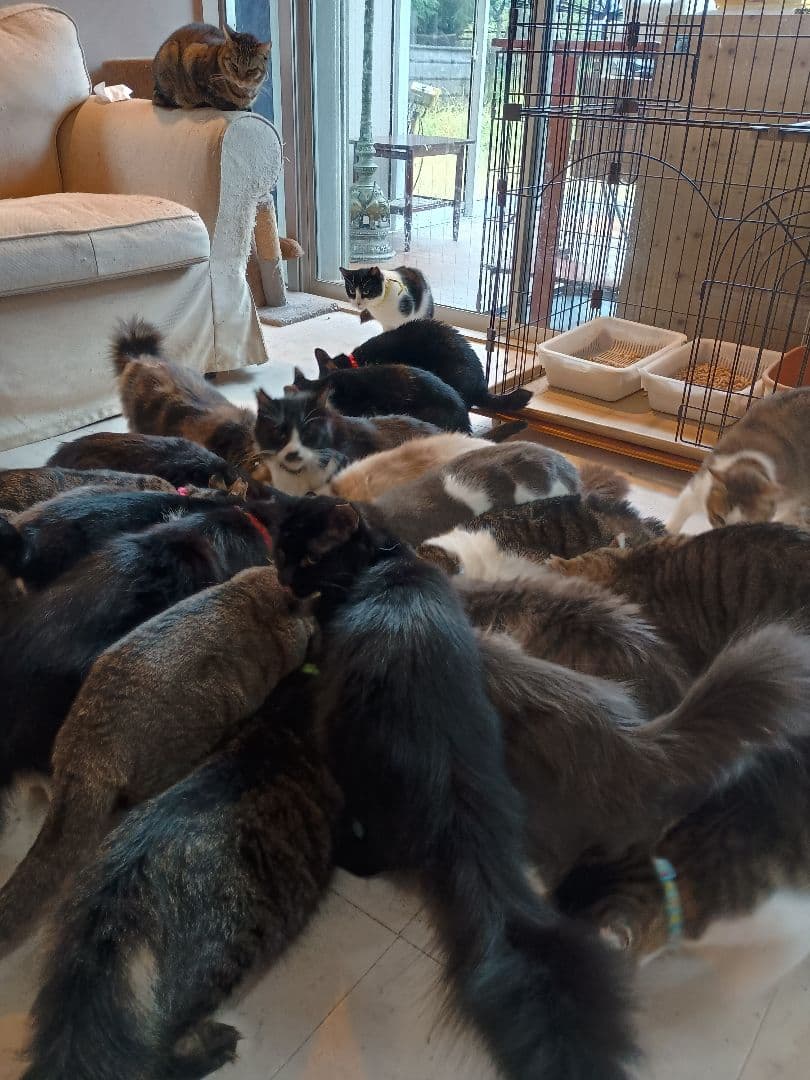 キャットスマック またたび応募券 100口分 500枚