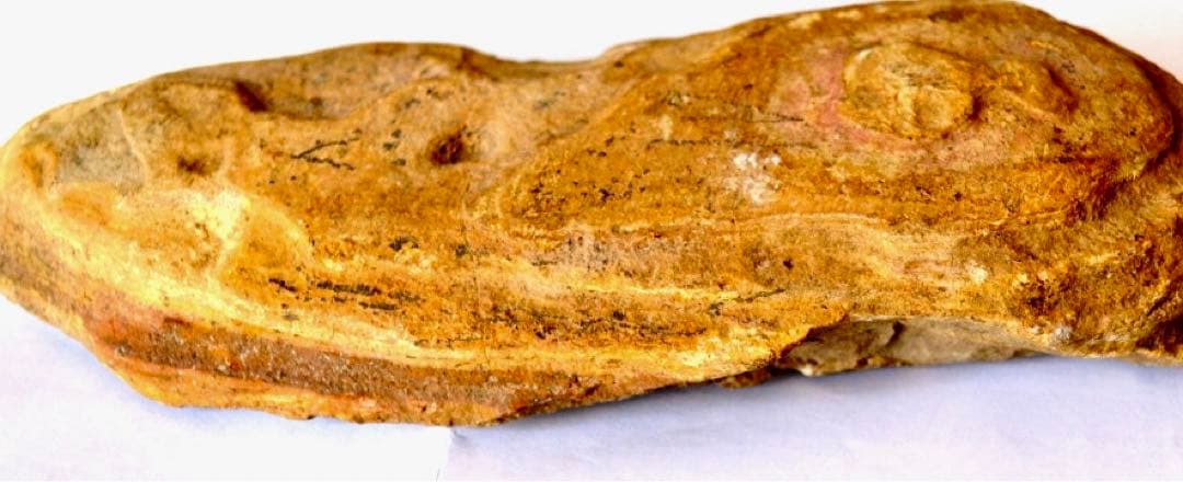 凡そ一億年前のブラジル・セアラ州産絶滅古代魚ラコレピスの化石