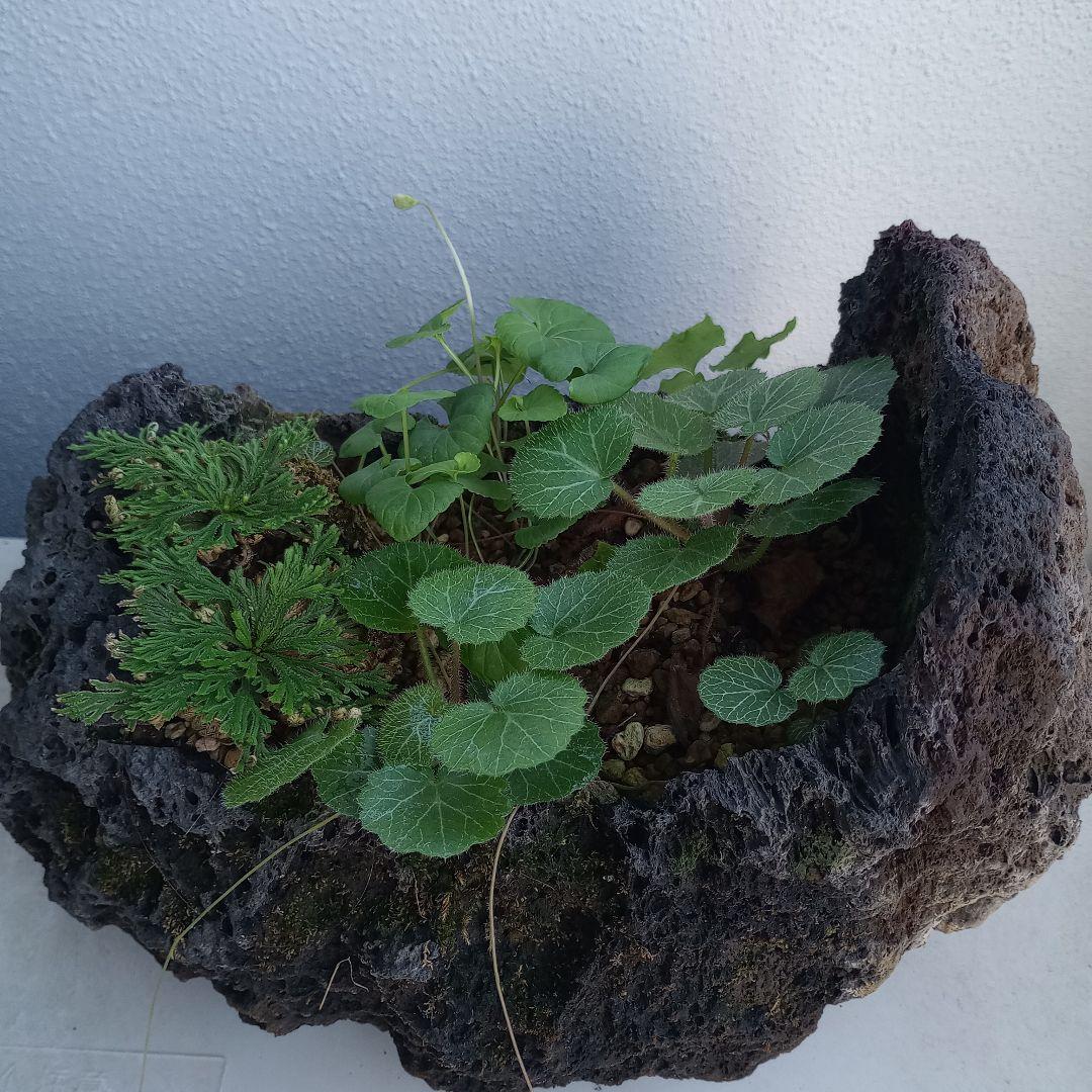 溶岩石 苔 ユキノシタ、イワヒバ ガーデニング植木鉢