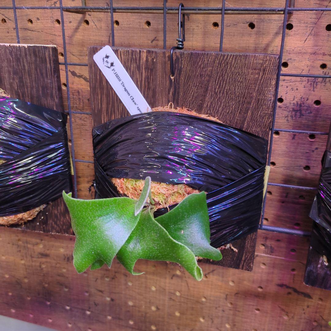 し*け様 【2/7(土)迄】7品種セット/ビカクシダ