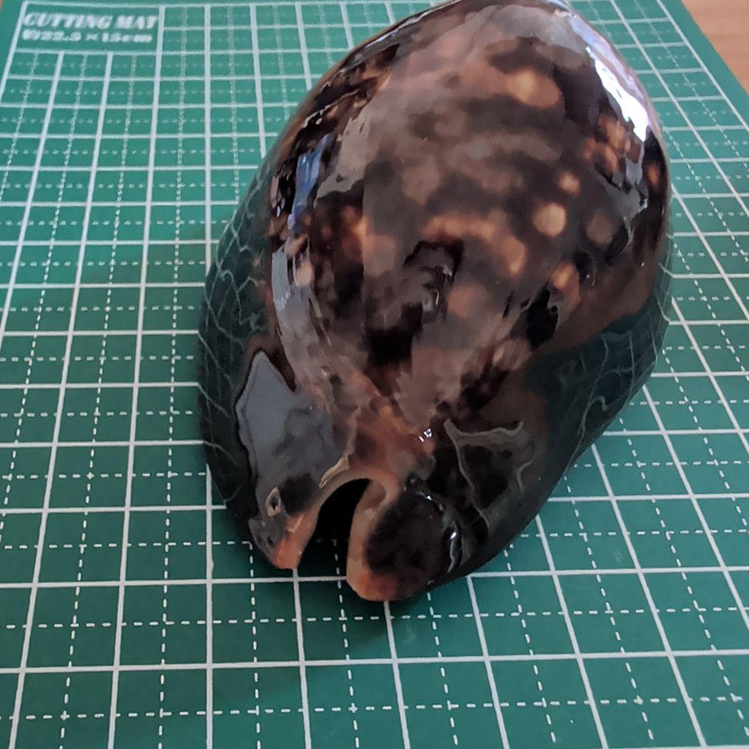 ハチジョウダカラ　４