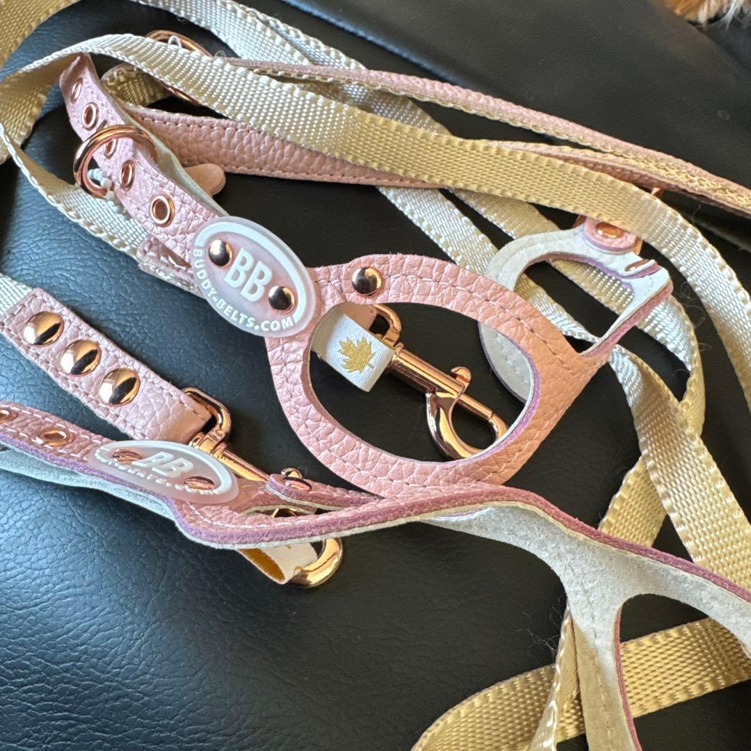 バディベルト　パピー　極小　bb ハーネス・リード6点セット