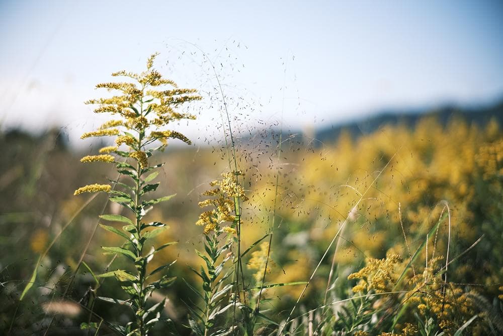 中古 ライカMマウントレンズ 50mm F1.1 LEICA Mマウント
