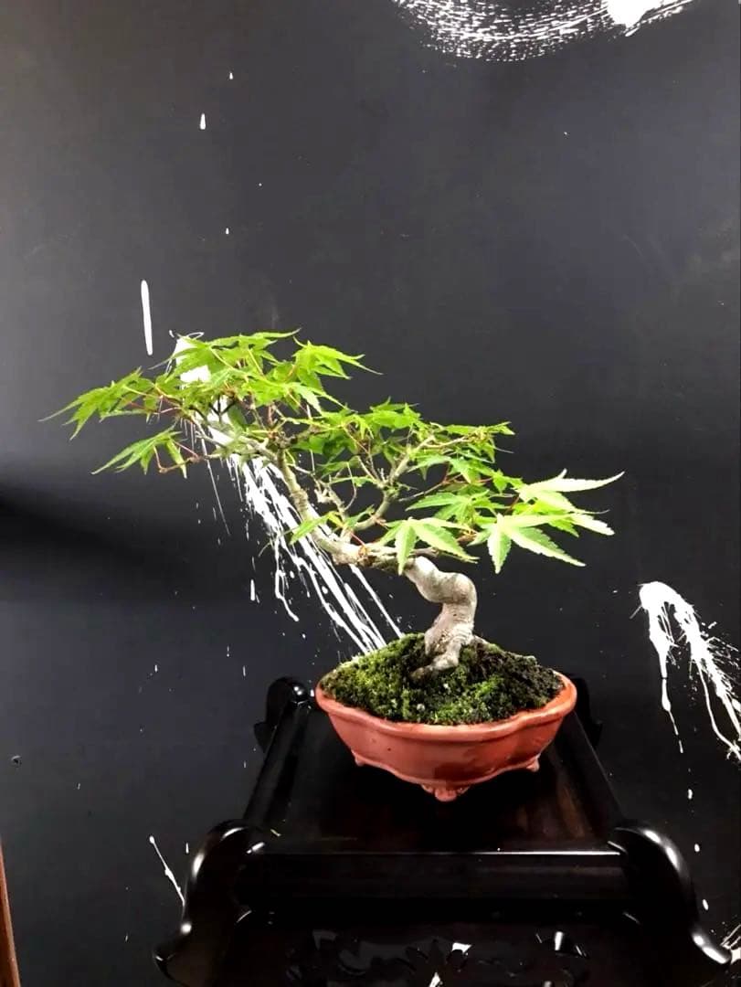 山紅葉盆栽