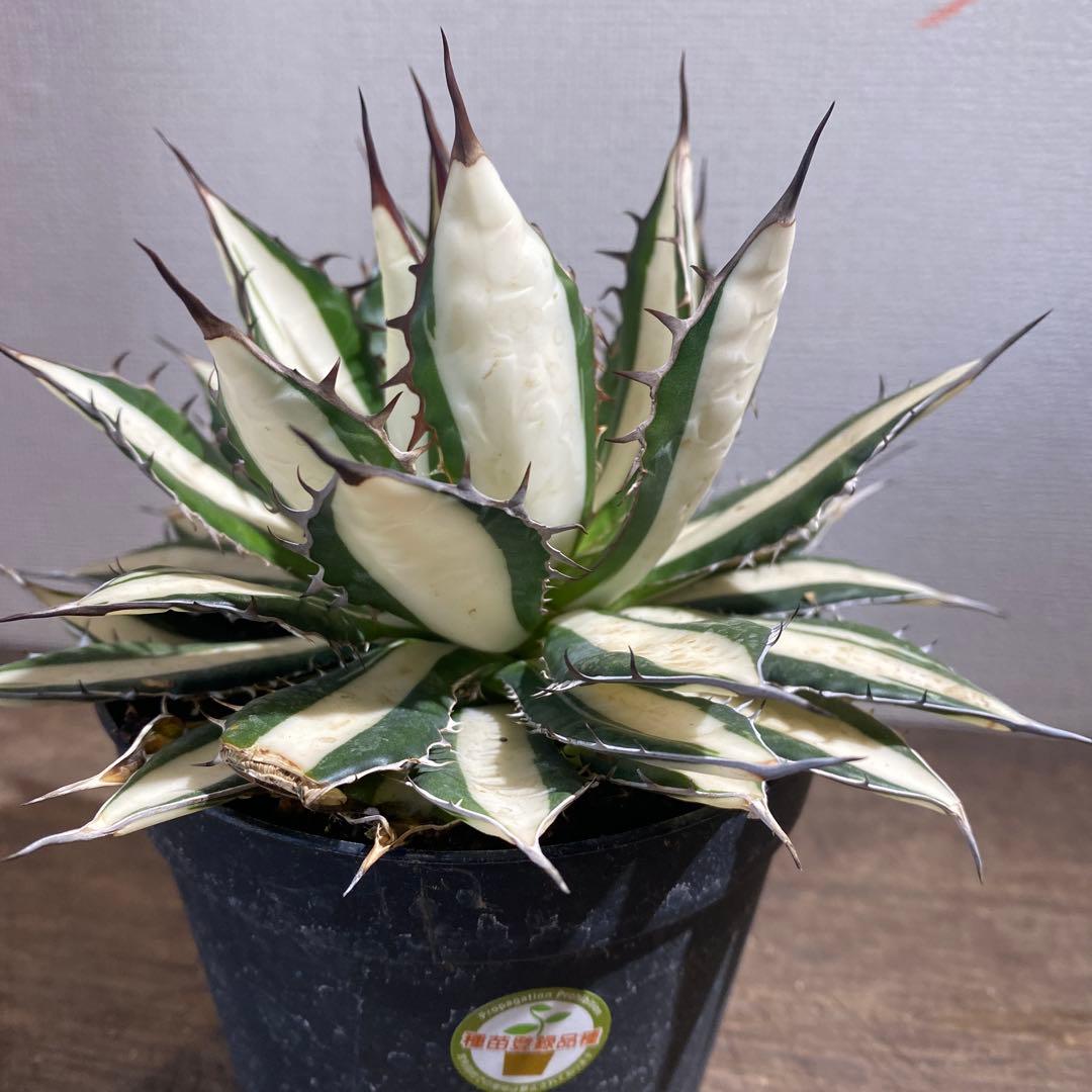 アガベ　ホリダ　白中斑　極上ラスト1