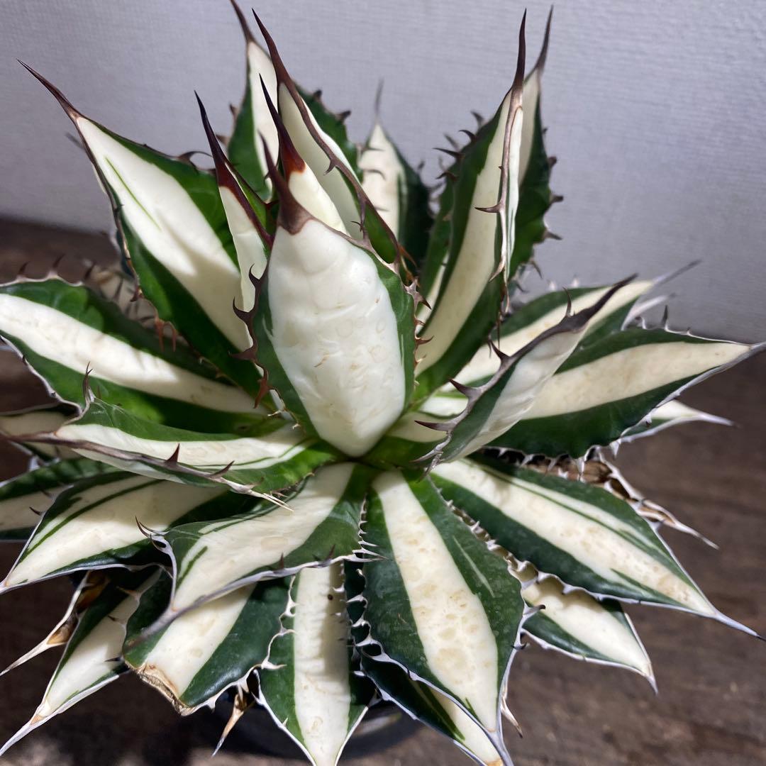 アガベ　ホリダ　白中斑　極上ラスト1