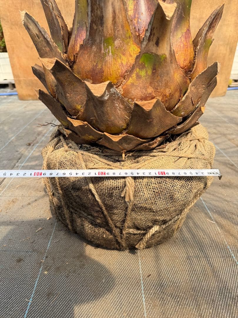 ココスヤシシルバーリーフ【極太】葉先180cm幹回り100cm 幹高40cm