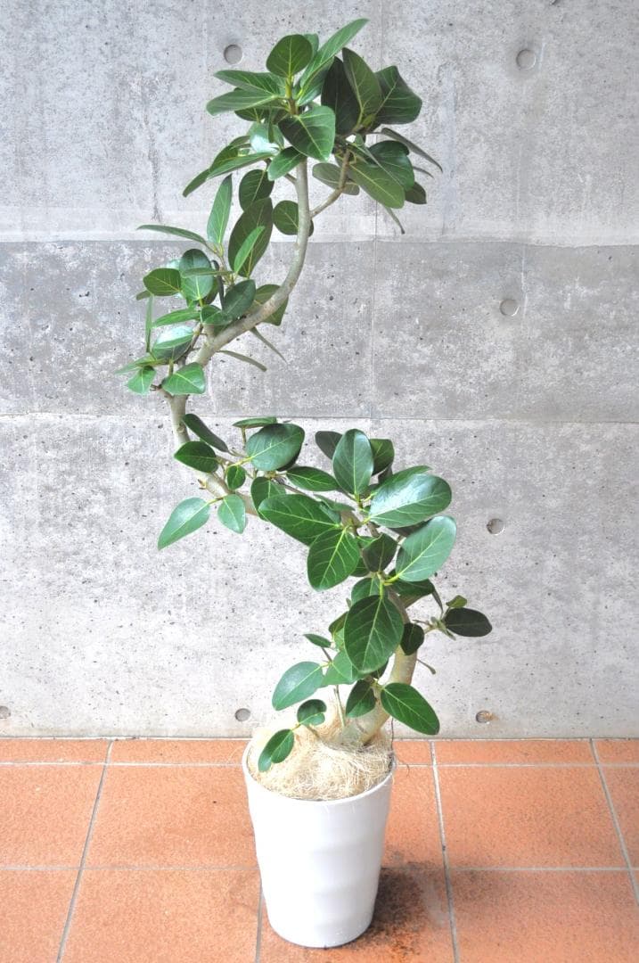 フィカス ベンガレンシス 8号 138cm S-shaped tree form