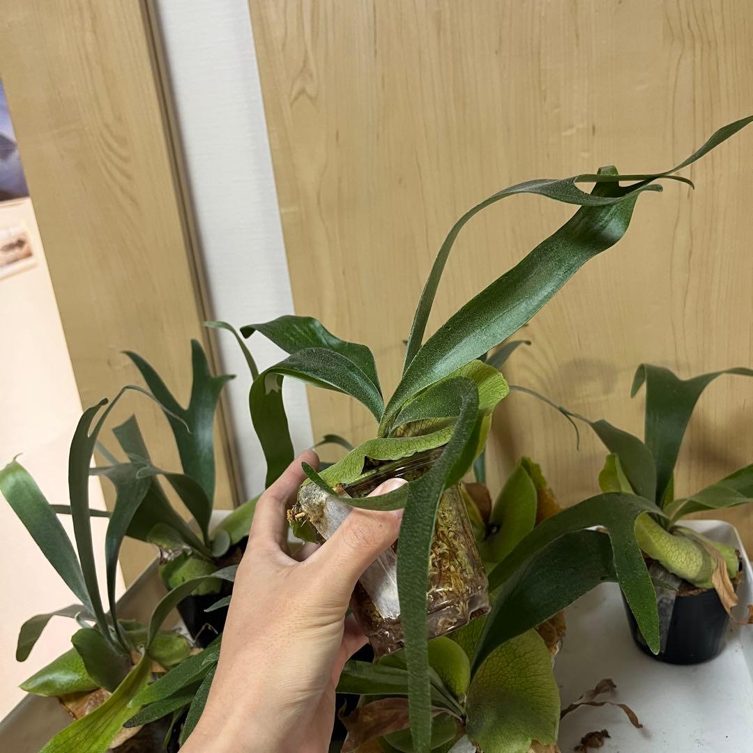 9株セット　willinckii Banna#A ビカクシダ　バンナ　エー