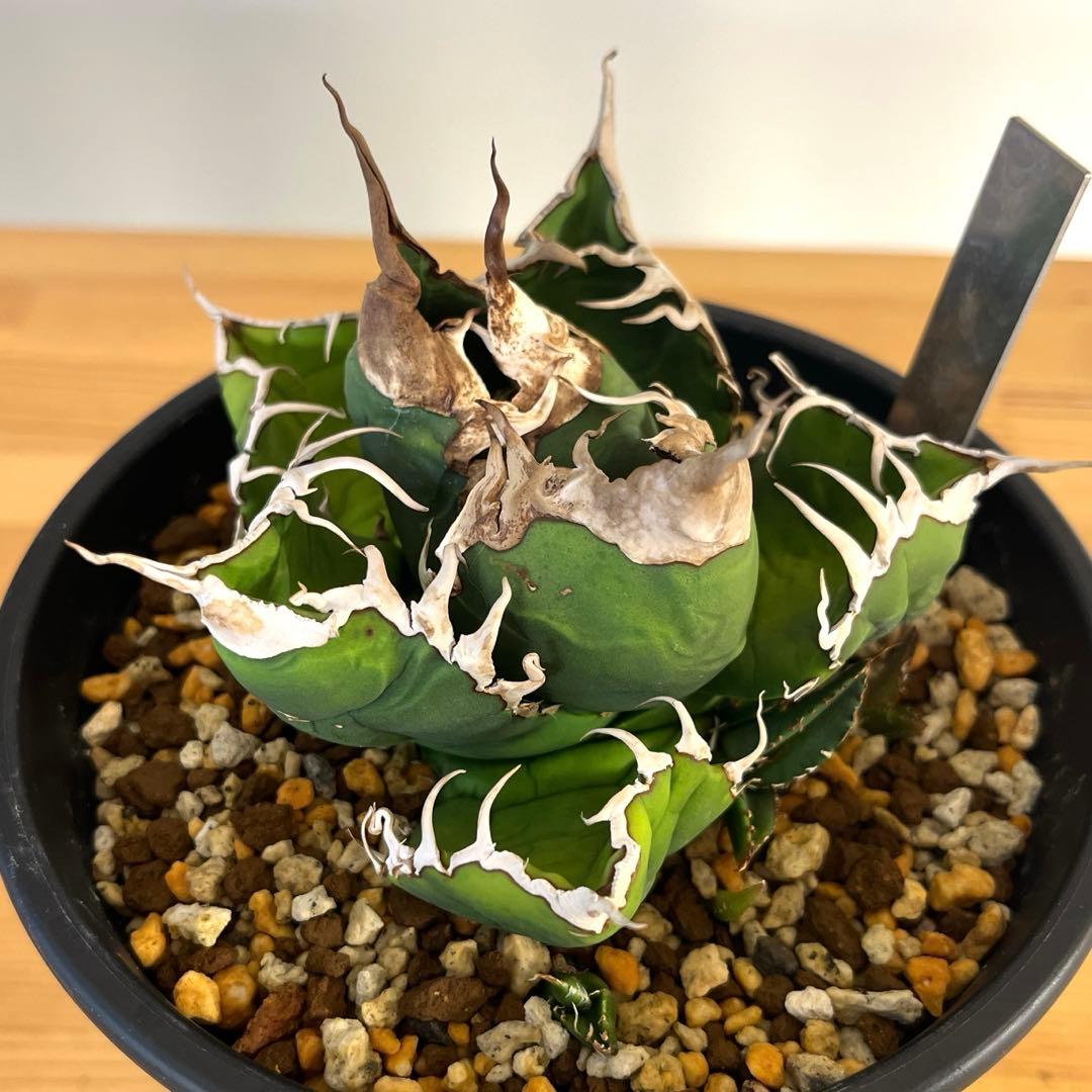 cactus greenスーパーチタノタ子株多数付きタグ付　現品鉢ごと　悪魔くん