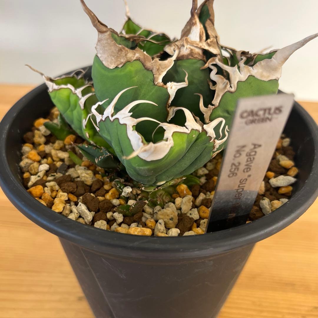cactus greenスーパーチタノタ子株多数付きタグ付　現品鉢ごと　悪魔くん