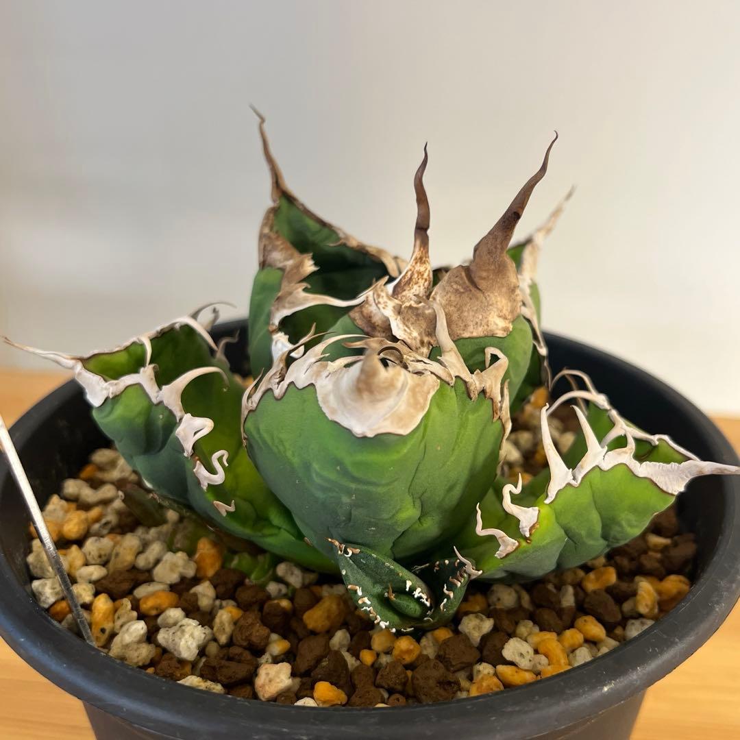 cactus greenスーパーチタノタ子株多数付きタグ付　現品鉢ごと　悪魔くん