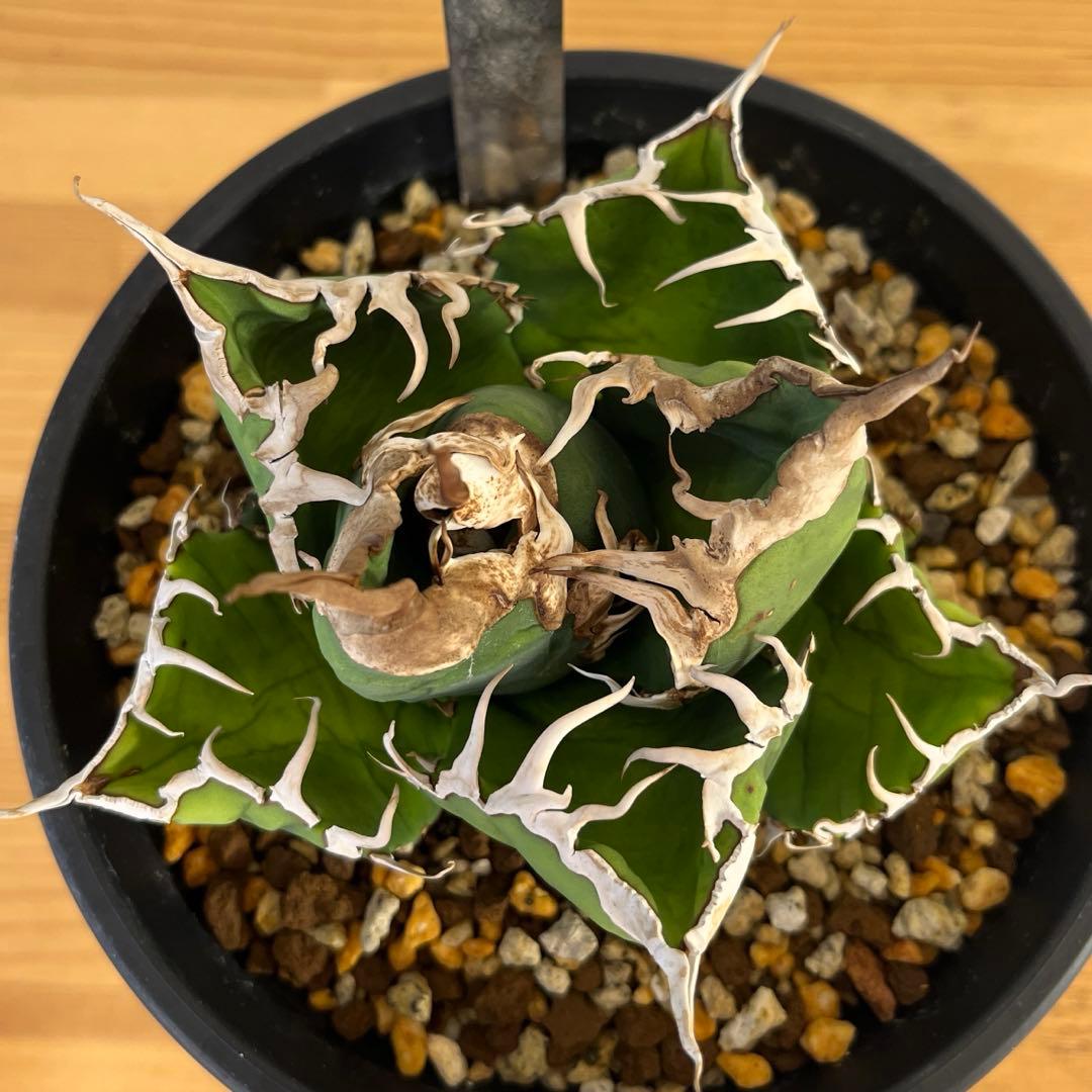 cactus greenスーパーチタノタ子株多数付きタグ付　現品鉢ごと　悪魔くん