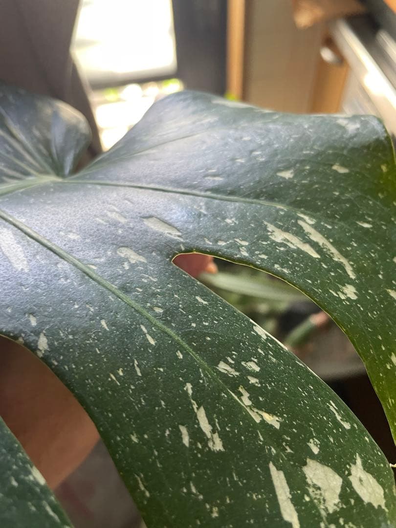 直接引取■モンステラ デリシオーサ レガシー 斑入り/葉35cm/110cm