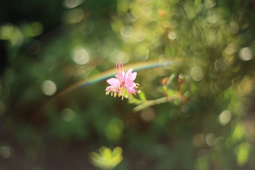 Super-Takumar 55mm F1.8 初期型 S/N：617312