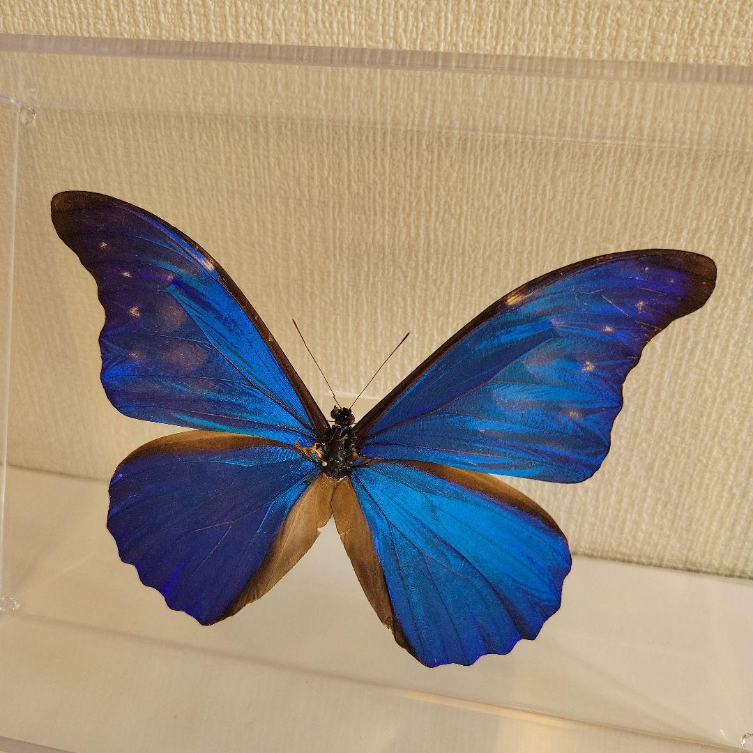 M*i様 蝶の標本　ジャングルを舞う宝石（特珍大）