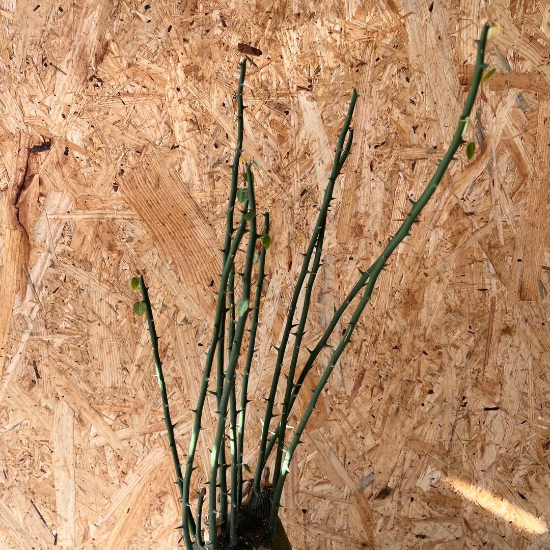 シ*ク様 現地球　アデニア　プセウドグロボーサ　Adenia pseudoglo