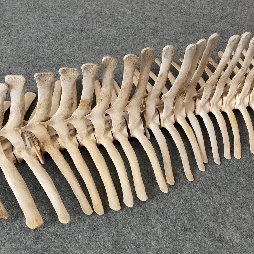 イルカの骨 骨格標本