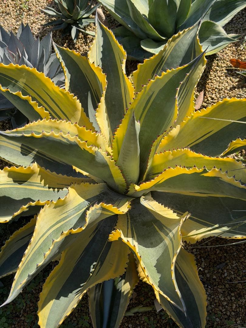 アガベ サルミアナ　リップルエフェクト